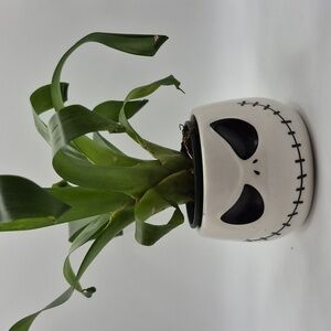 Jack Skellington Planter FREE WITH PURCHASE